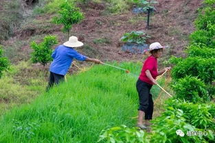 送你20个农药配方,杀虫杀菌药效翻倍 收不收藏随你